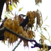 P1930609：ニュウナイスズメ_R
