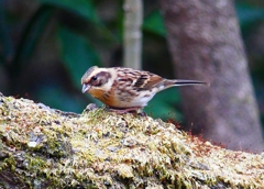 P4670734：ミヤマホオジロ（メス）_R
