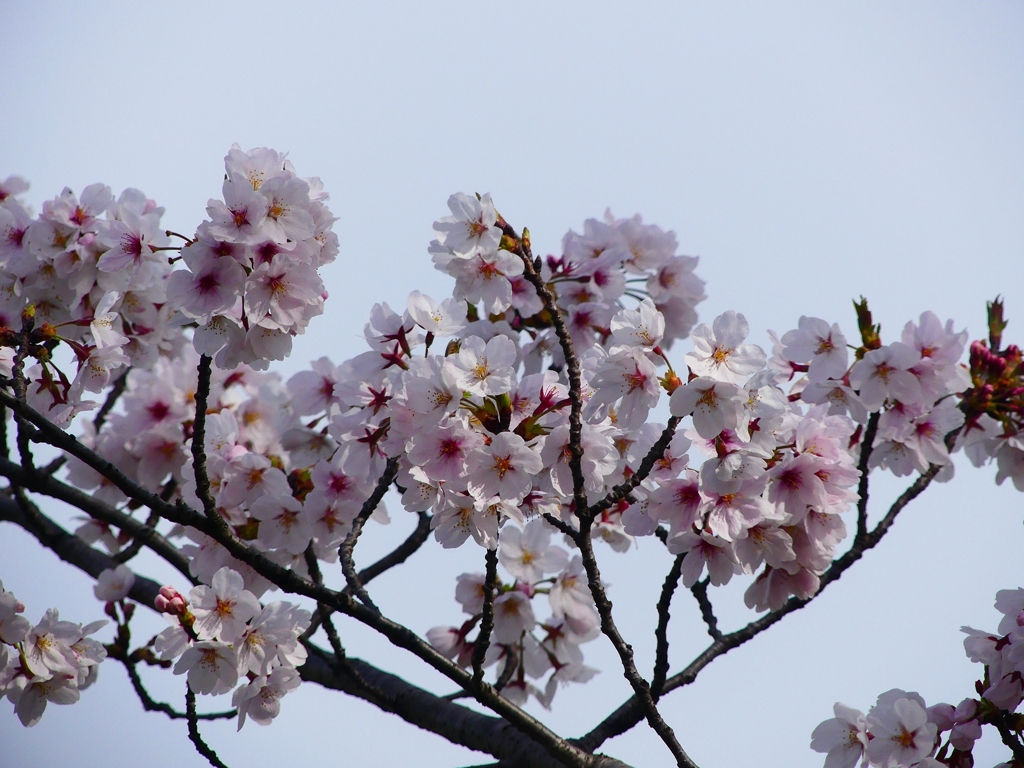 P4870383：背割堤の桜_R