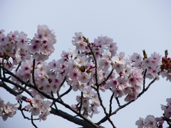 P4870383：背割堤の桜_R