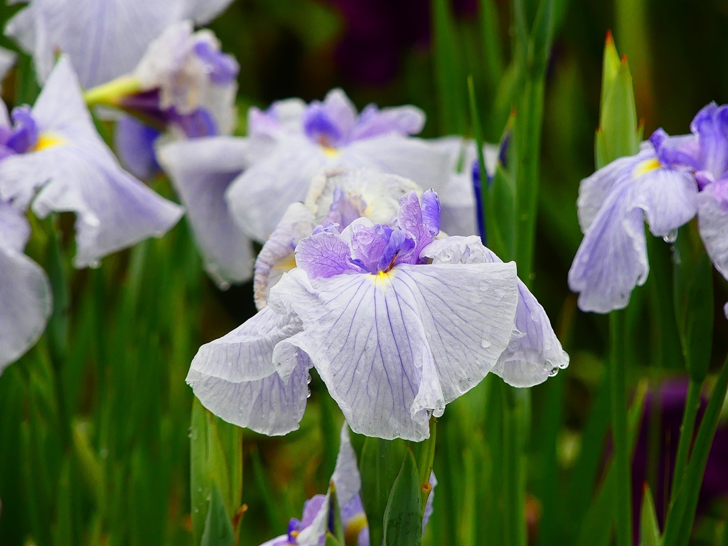 P4170739：菖蒲_R