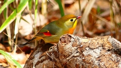 P1840033：ソウシチョウ-23_R