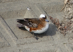 P1580063：頭が白いヒドリガモ_R