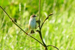 P4970656：セッカ_R