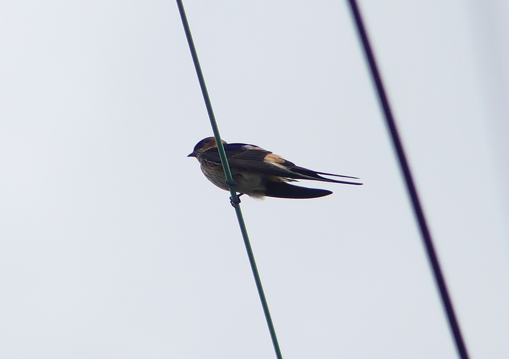 P1230773：コシアカツバメ_R