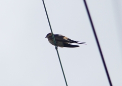 P1230773：コシアカツバメ_R