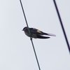 P1230773：コシアカツバメ_R