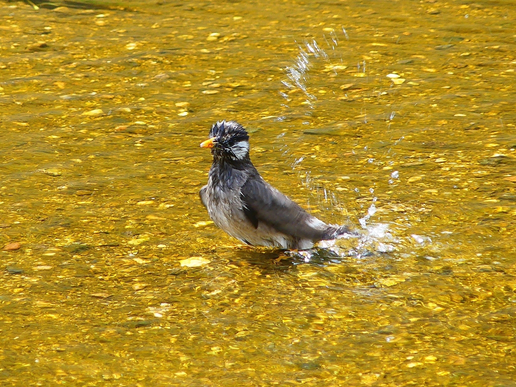 P4130535：ムクドリの水浴び_R