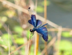 P4280712：チョウトンボ_R
