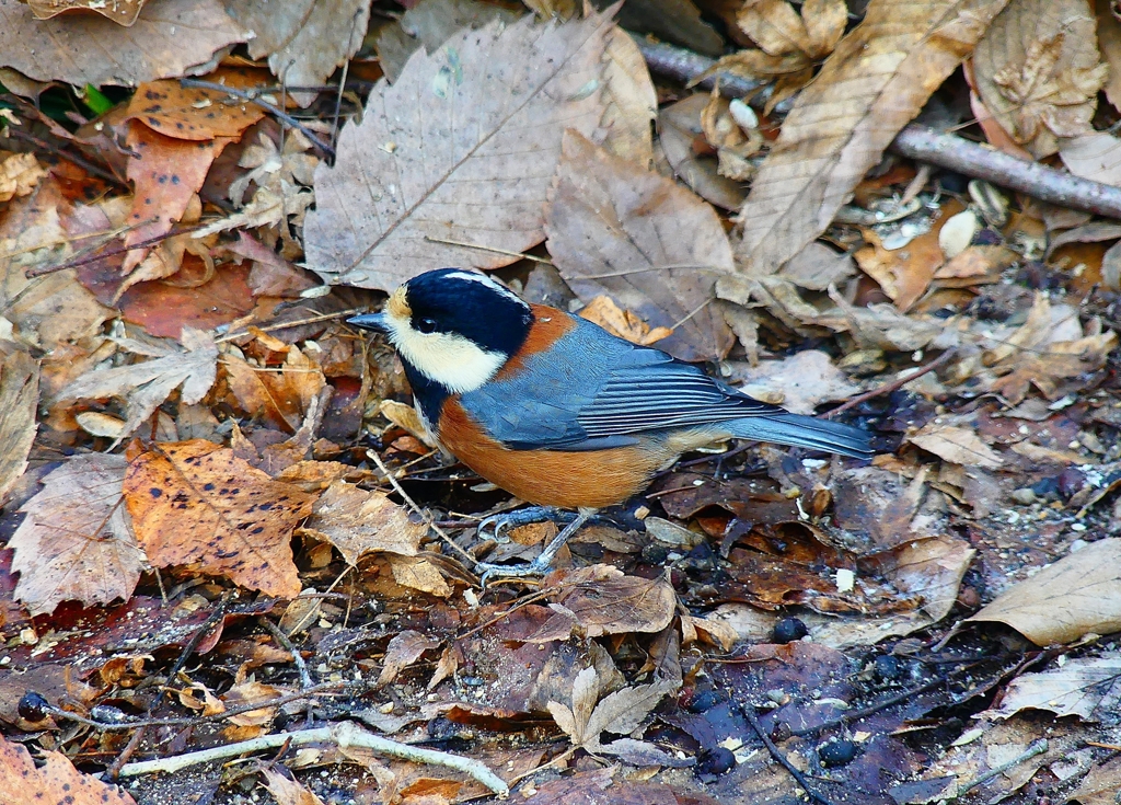 P4680704：ヤマガラ_R