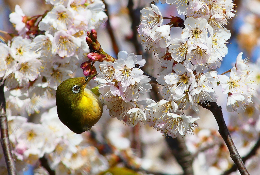 P4840566：桜にメジロ_R