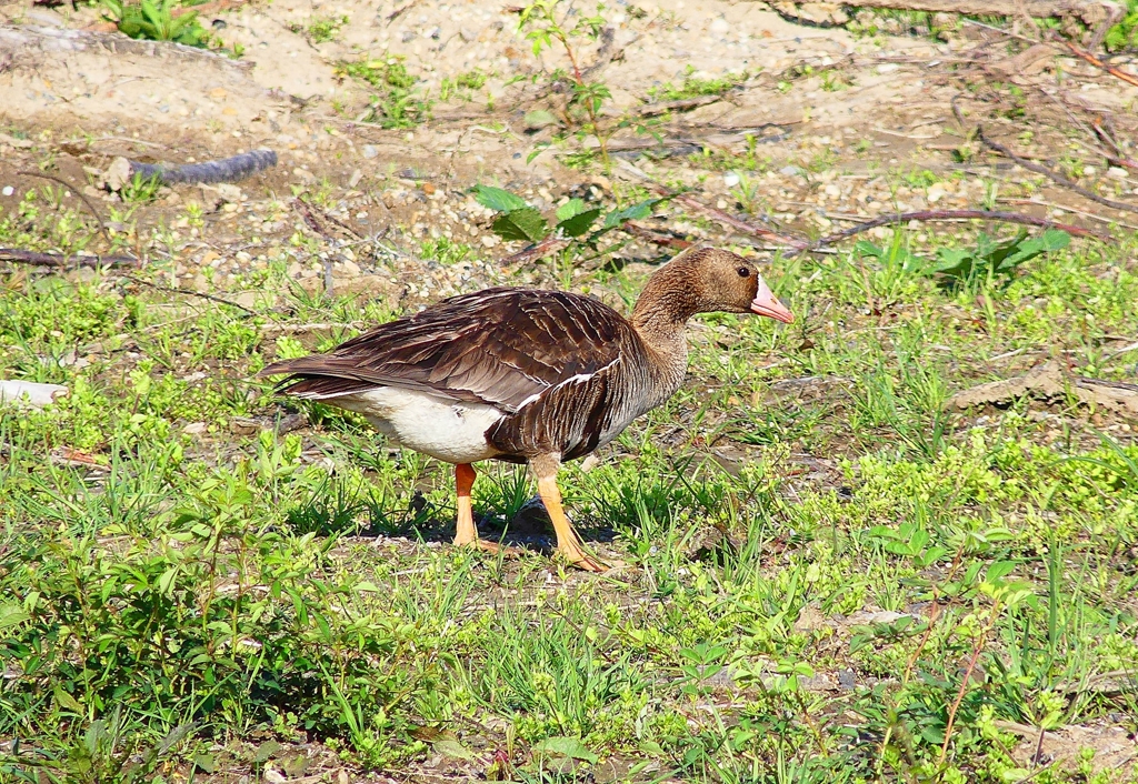 P4890488：マガン_R