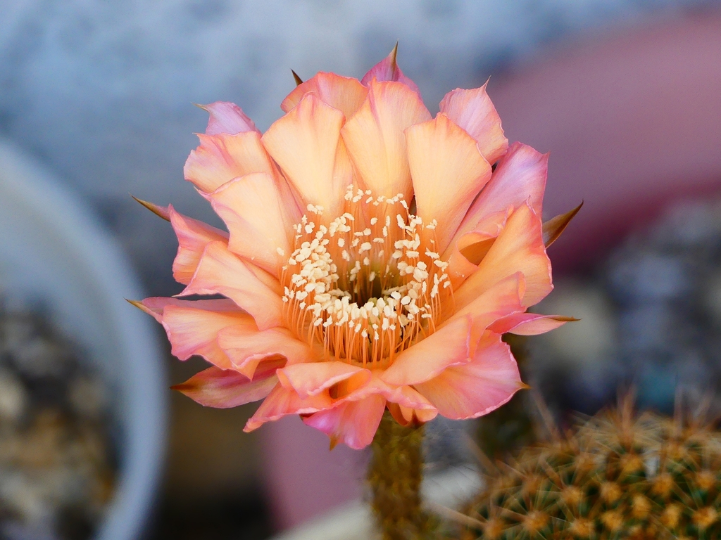 P4240691：サボテンの花_R