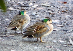P1700713：トモエガモ_R