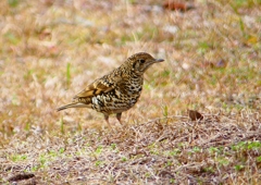 P1760083：トラツグミ_R