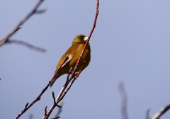 P4820006：カワラヒワ_R