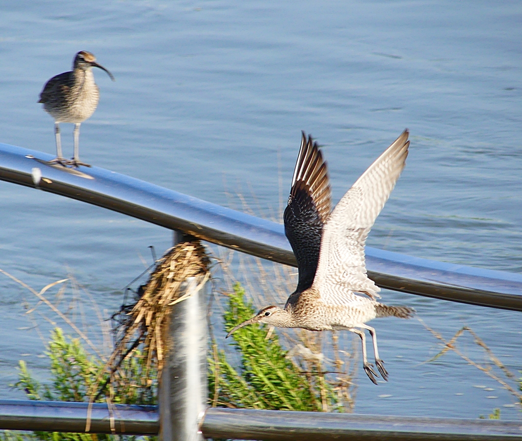 P4100026：飛ぶチュウシャクシギ_R