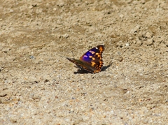 P4160353：コムラサキ_R