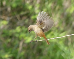 P1290836：ジョウビタキ（メス）R