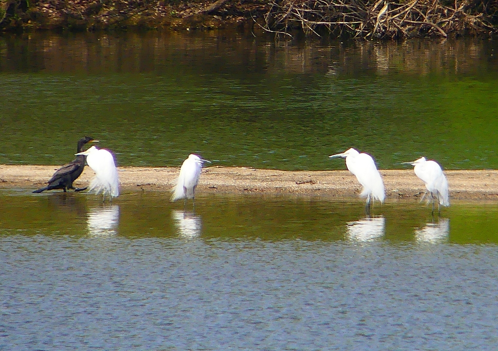 P1900797：サギ、カワウ_R