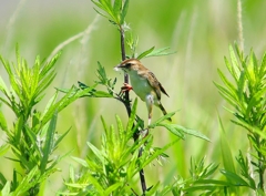 P4160384：セッカ_R