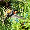 P1320986：ヤマガラ_R