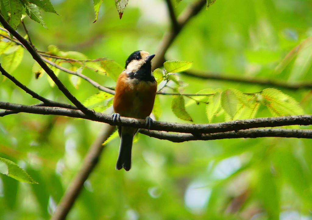 P1160441：ヤマガラ_R