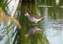 P1250281：タカブシギ_R