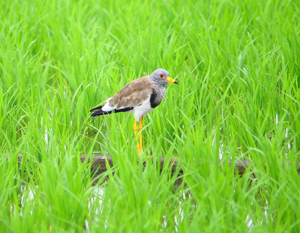 P4200757：ケリ_R