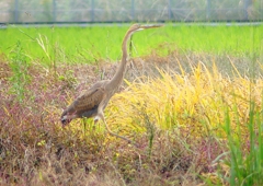 P1400552：ムラサキサギ_R