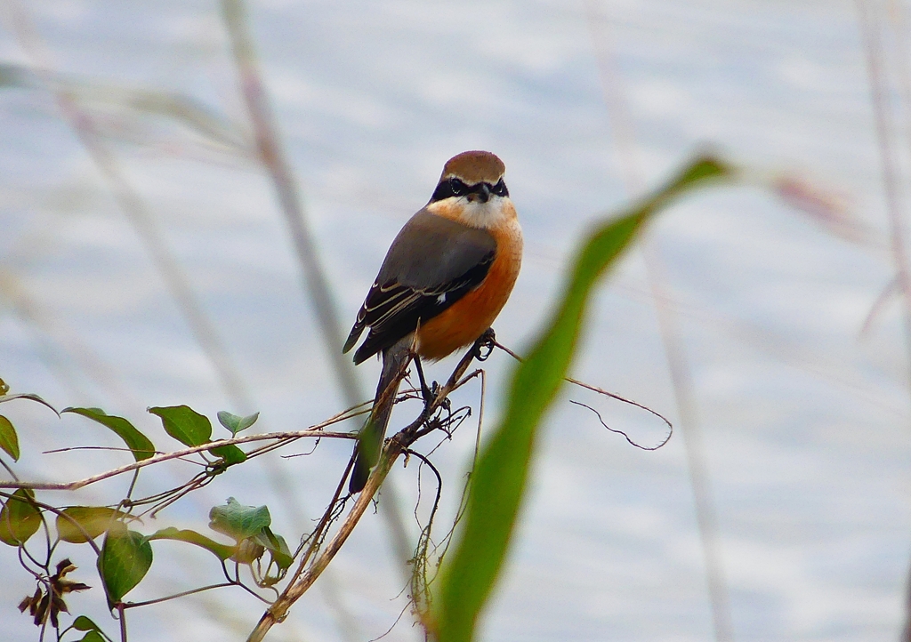 P1420364：モズ（オス）_R