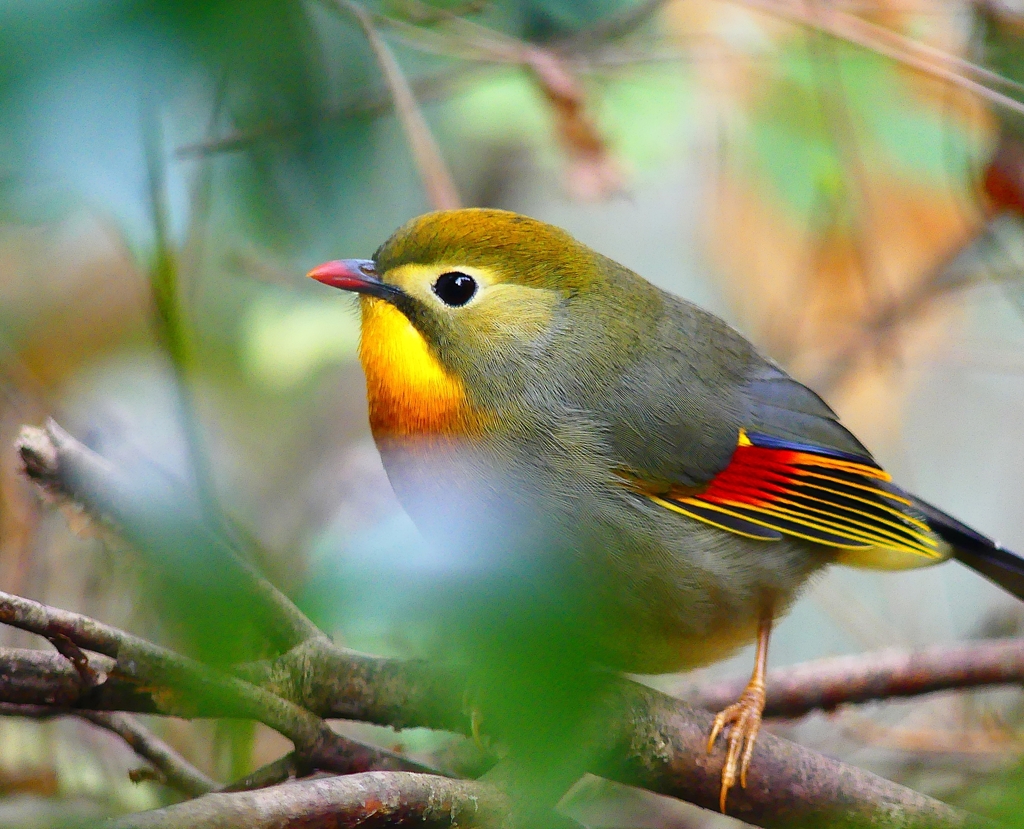 P4570547：ソウシチョウ_R