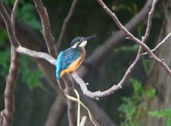 P1020450：カワセミ（オス）_R