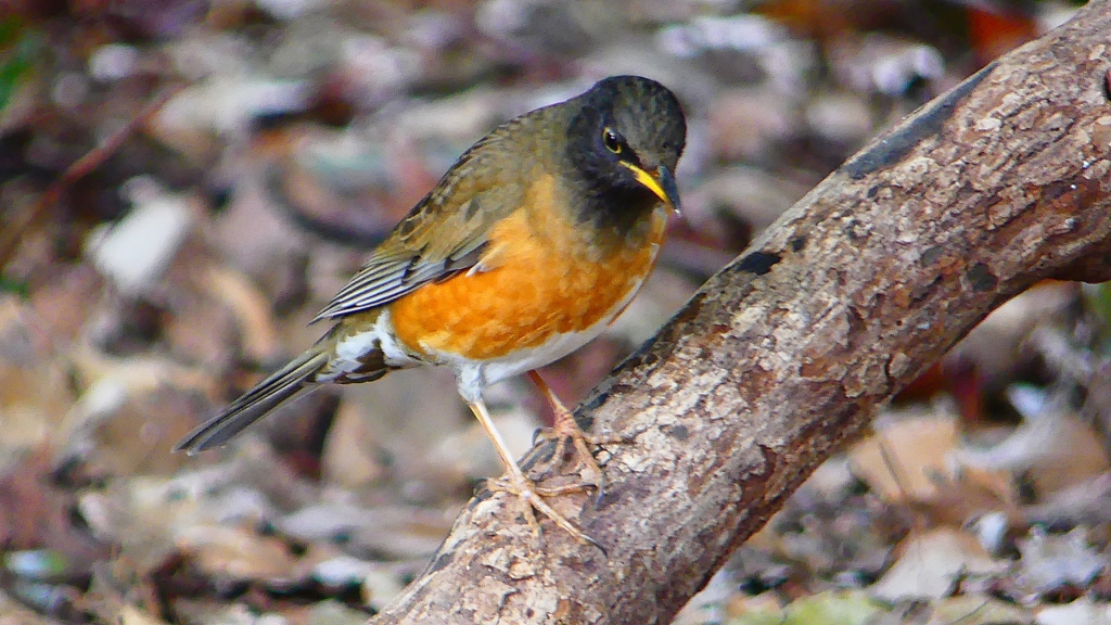 P1830413：オオアカハラ-15_R