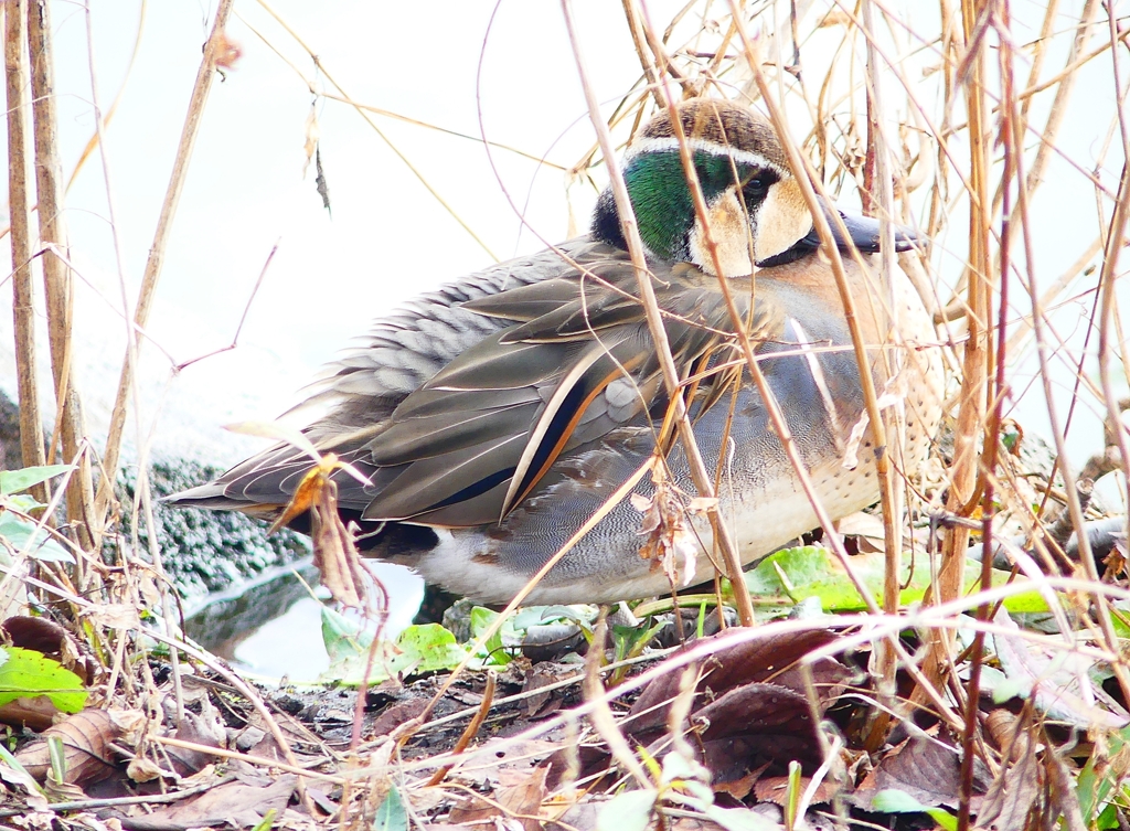 P4700332：トモエガモ（オス）_R