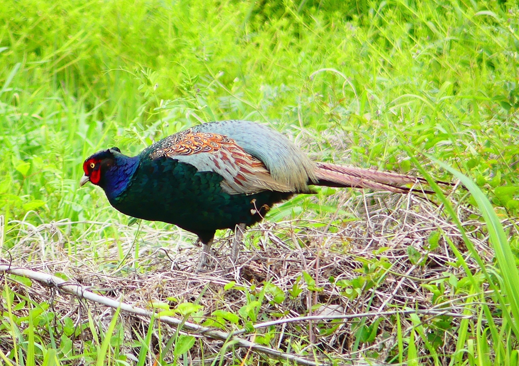 P1970485：キジ（オス）_R