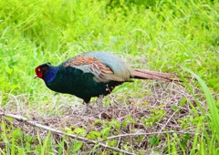 P1970485：キジ（オス）_R