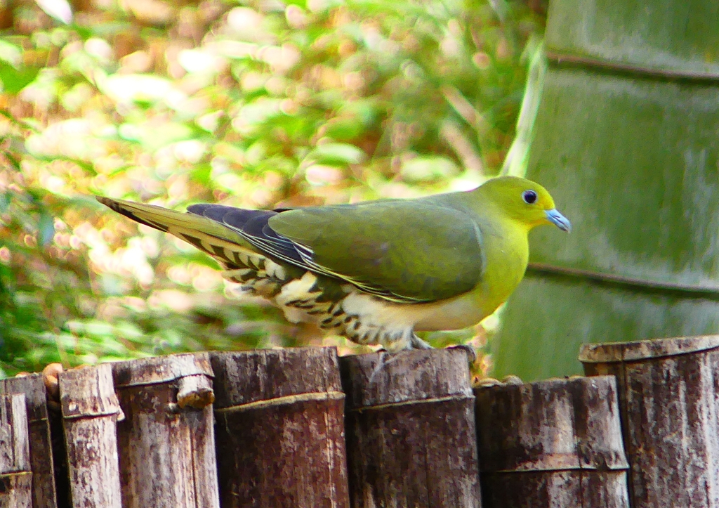 P1910042：アオバト（メス）_R