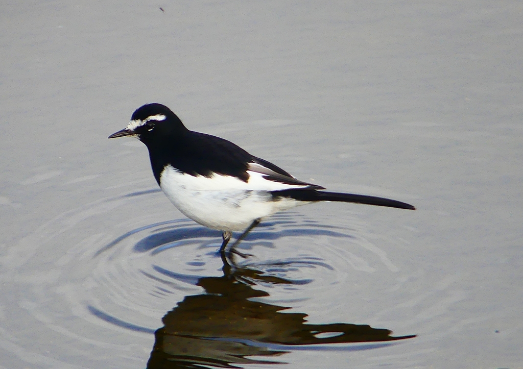 P1790743：セグロセキレイ_R