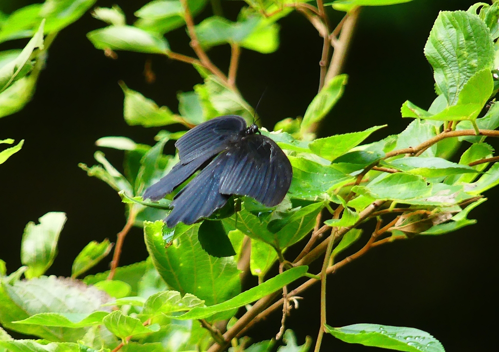 P1200592：ナガサキアゲハ_R