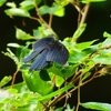 P1200592：ナガサキアゲハ_R