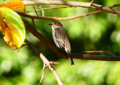 P1290167：エゾビタキ_R