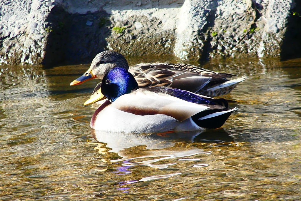 P4800670：マガモ_R