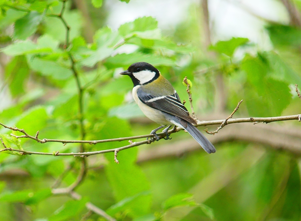 P4060251：シジュウカラ_R