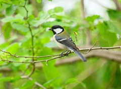 P4060251：シジュウカラ_R
