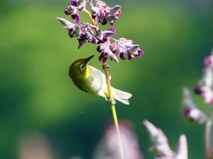 P1010867：メジロ_R