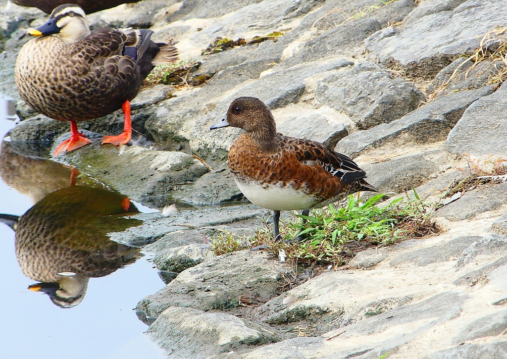 P1120435：ヒドリガモ_R