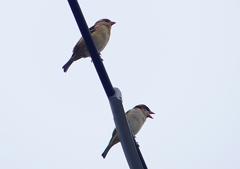 P1400249：ニュウナイスズメ_R