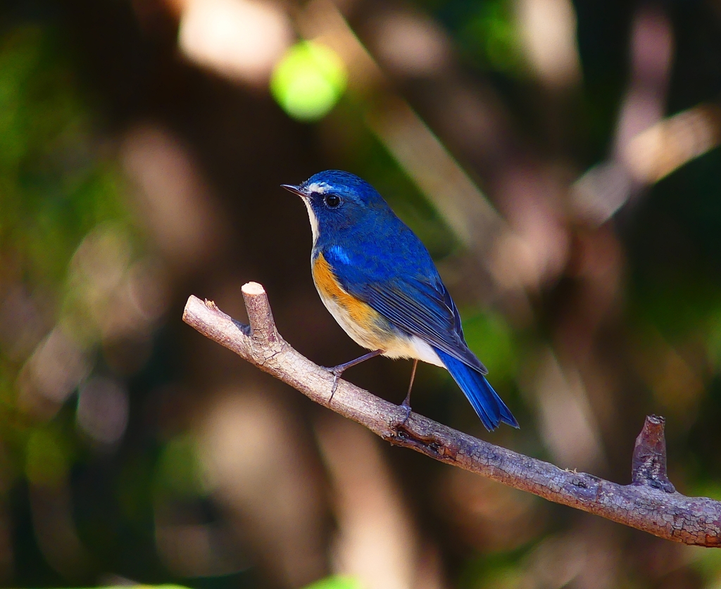 P3680170：ルリビタキ（オス）_R