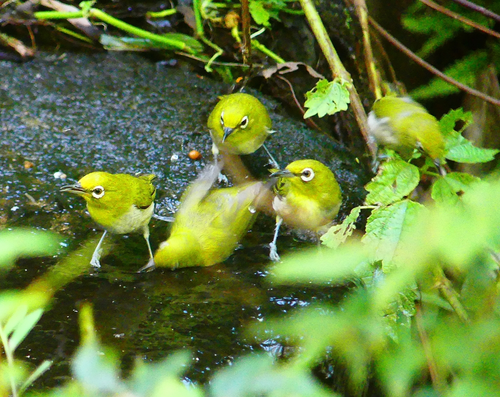 P4260687：メジロ_R